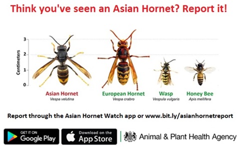 Asian hornet compare to European hornet and bees