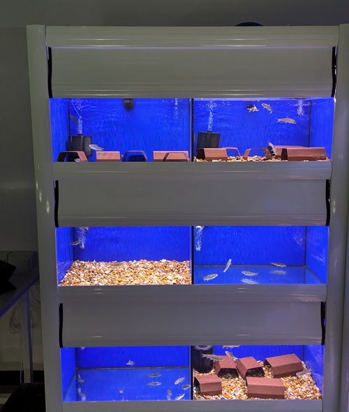 Indoor fishtanks with water and several fishes