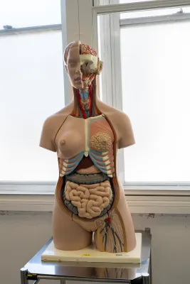 An anatomical teaching model displaying internal organs used in medical education.
