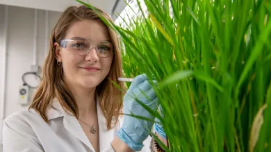 A student in lab coat and protective glasses collects a scientific sample from a large, green grass-like plant.