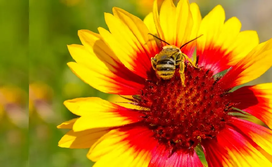 bee on a yellow flower in a field