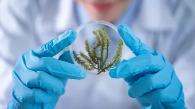 Person holding a fern in a glass orb with blue surgical gloves on