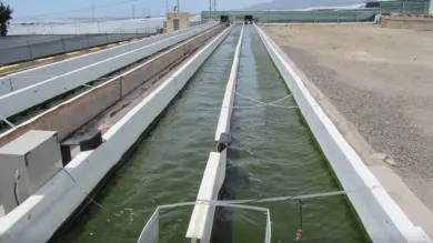 Algae growing in long concrete water channel