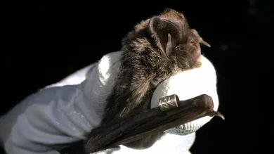 Close up of a white-gloved hand holding a barbastelle bat