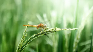 Dragonfly on green crops.