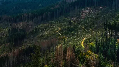 Forest hillside with logging