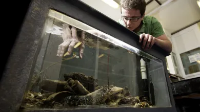 A PhD student reaching into an aquarium tank which contains a lobster.