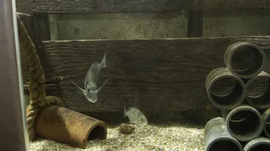 2 fish housed in an aquarium tank