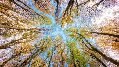 Looking up into tree canopy