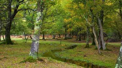Pexels image of wooded area with trees, green leaves and lichen