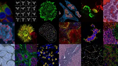 Montage of 18 stained images of various tissues