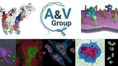 Collage with several pictures of cells antibodies and virus 