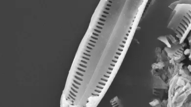 SEM image of a diatom, algae