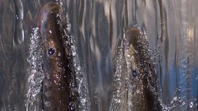2 Pacific lamprey climbing up through fast flowing water
