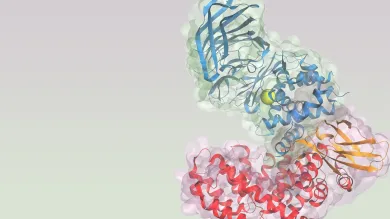 3D rendering of a a key enzyme in the pathway with ribbon-like elements in shades of blue, yellow, orange, and red