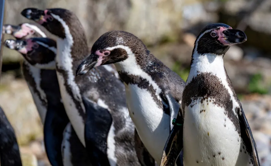 A waddle of penguins on stony ground