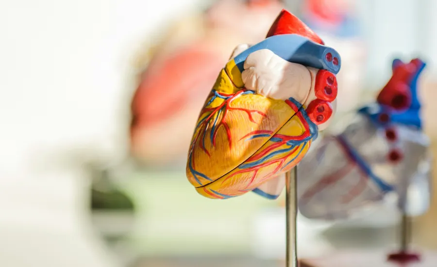 A detailed anatomical model of a human heart with vibrant colours highlighting its various parts, mounted on a stand, with a similar out-of-focus model in the background.