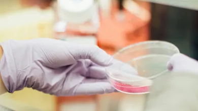 A gloved hand holding a petri dish with a pink solution in a laboratory setting.