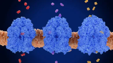 Image showing protein channels embedded in a membrane allowing small molecules to cross the lipid bilayer.