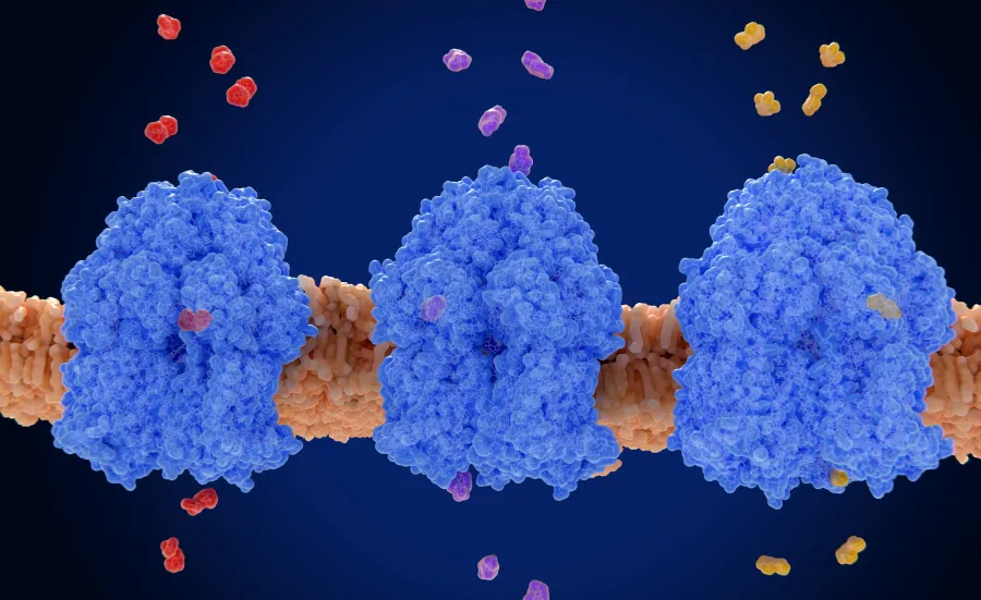 Image showing protein channels embedded in a membrane allowing small molecules to cross the lipid bilayer.