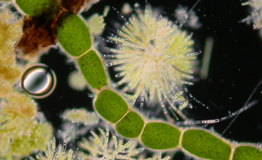 Image showing microscopic cells in colour