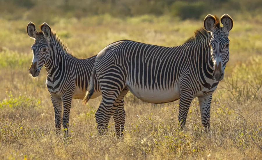 Zebra's at the Science and Learning Centre at Marwell Wildlife