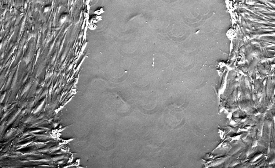 Microscopic view of a live cell