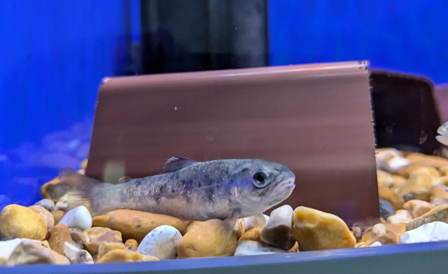 Indoor fish holding tanks