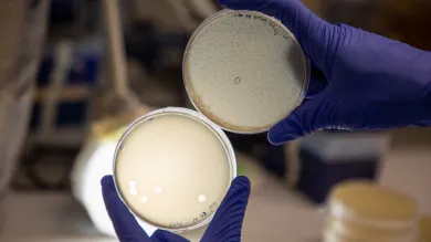 Two petri dishes held up by gloved hands, showing bacterial lysis by phages.