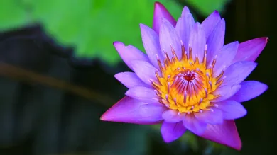 Vibrant purple water lily with a bright yellow centre blooming over dark pond water.