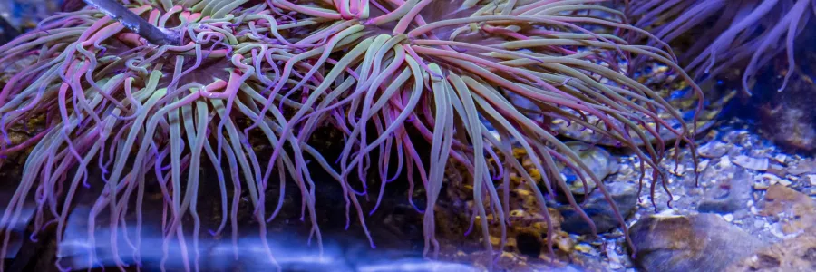 coral at the aquarium