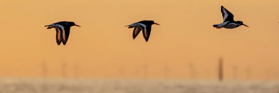 Birds flying over water