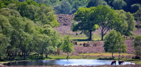 Shot of trees and forest. In the distance horses can be seen drinking from a pond.