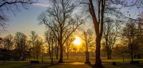 Silhouette of winter trees at sunset in Houndwell Place. 