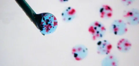 An extreme close-up of the tip of an injection needle, with a drop of nanoclay sitting at the tip.