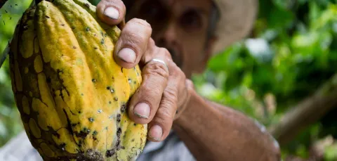Person picking cocoa plant in forest