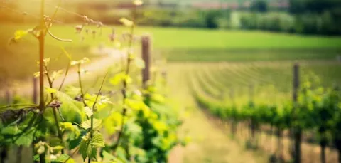 vineyard on a hillside