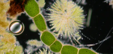 Image showing microscopic cells in colour