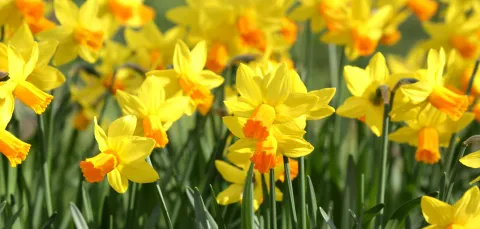 A field full of bright yellow daffodils with orange centers.