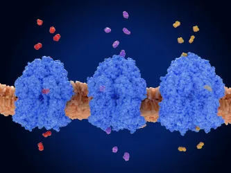 Image showing protein channels embedded in a membrane allowing small molecules to cross the lipid bilayer.