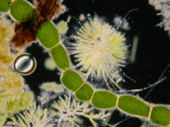 Image showing microscopic cells in colour