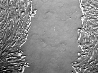 Microscopic view of a live cell