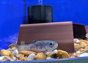 Indoor fishtank with a big fish