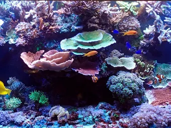 Brightly coloured corals in a tank.