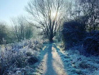 Frosty path leading up to a bare and frosty tree.