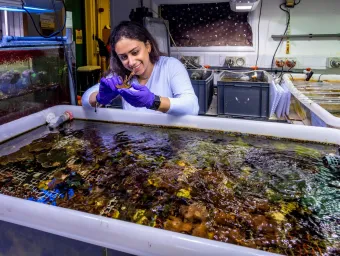 Masters student Christina Accad smiles as she stands over a research aquarium tank while volunteering at the National Oceanography Centre
