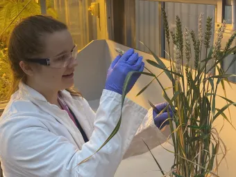 PhD student Daisy Bown looking at a grass plant in a lab