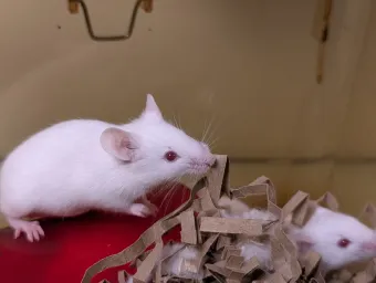 White lab mice on a red surface with shredded cardboard and fluff.
