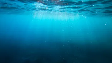 Under the sea