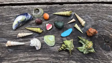 Multicoloured seashells